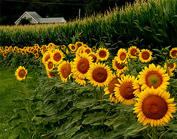 Sunflowers in field