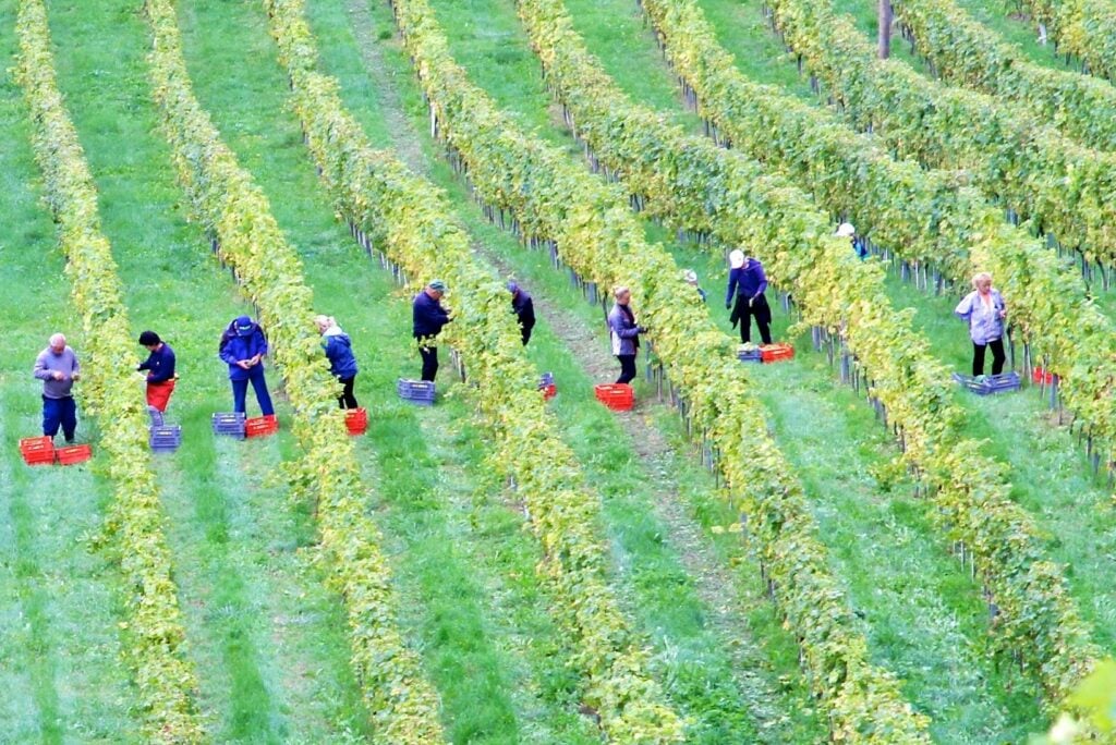 A photograph of a group of people standing in a field, gathering the harvest from neat rows of plants.